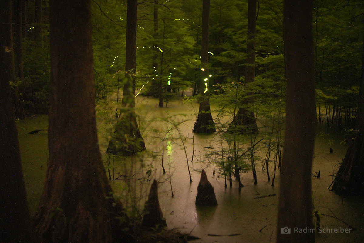 Cypress firefly flash patterns featuring a series of flashes followed by a single glow