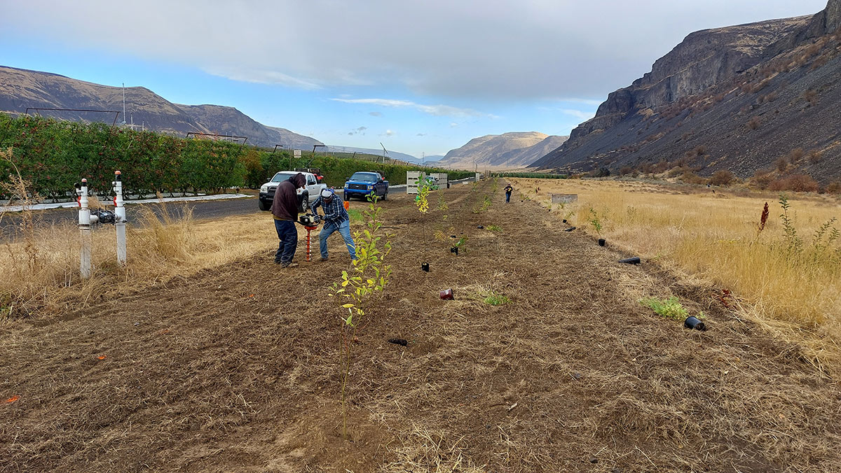 Several people using a tool to make holes in the ground for planting hedgerow plants across the street from an orchard
