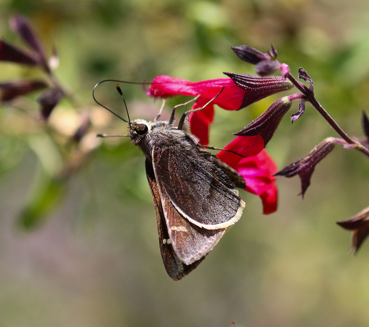 Moon-marked skipper nectaring on flower