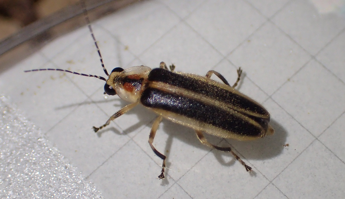 Loopy five firefly in petri dish on top of graph paper