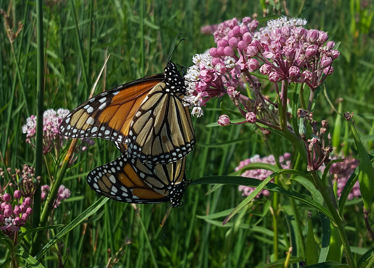Monarch butterfly on milkweed