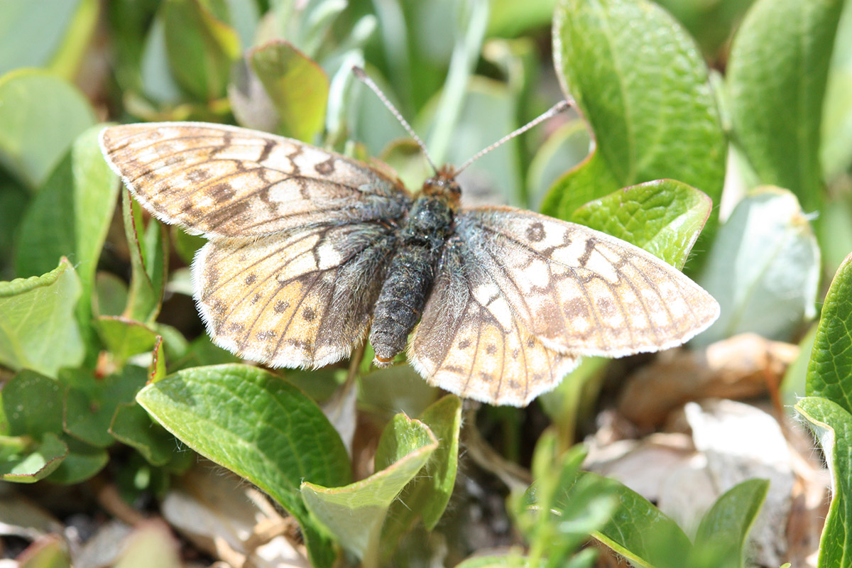Uncompahgre fritillary butterfly on plant