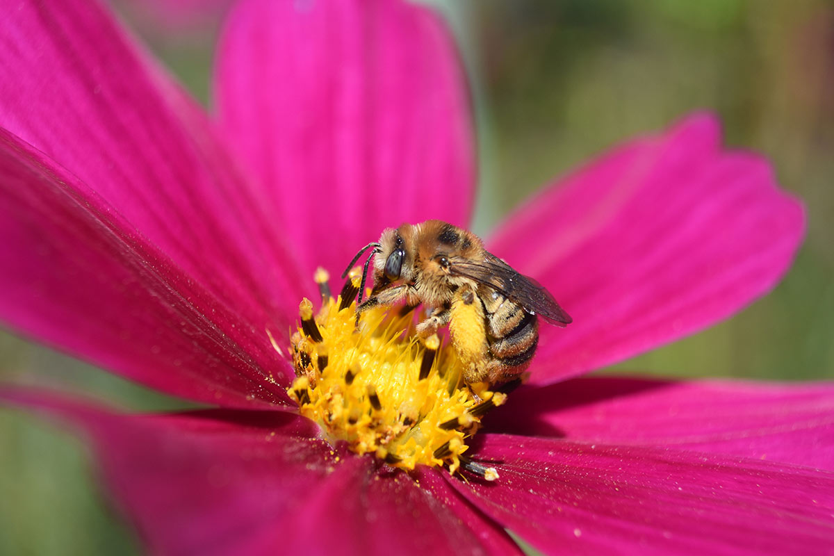 long-horned bee on cosmo flower