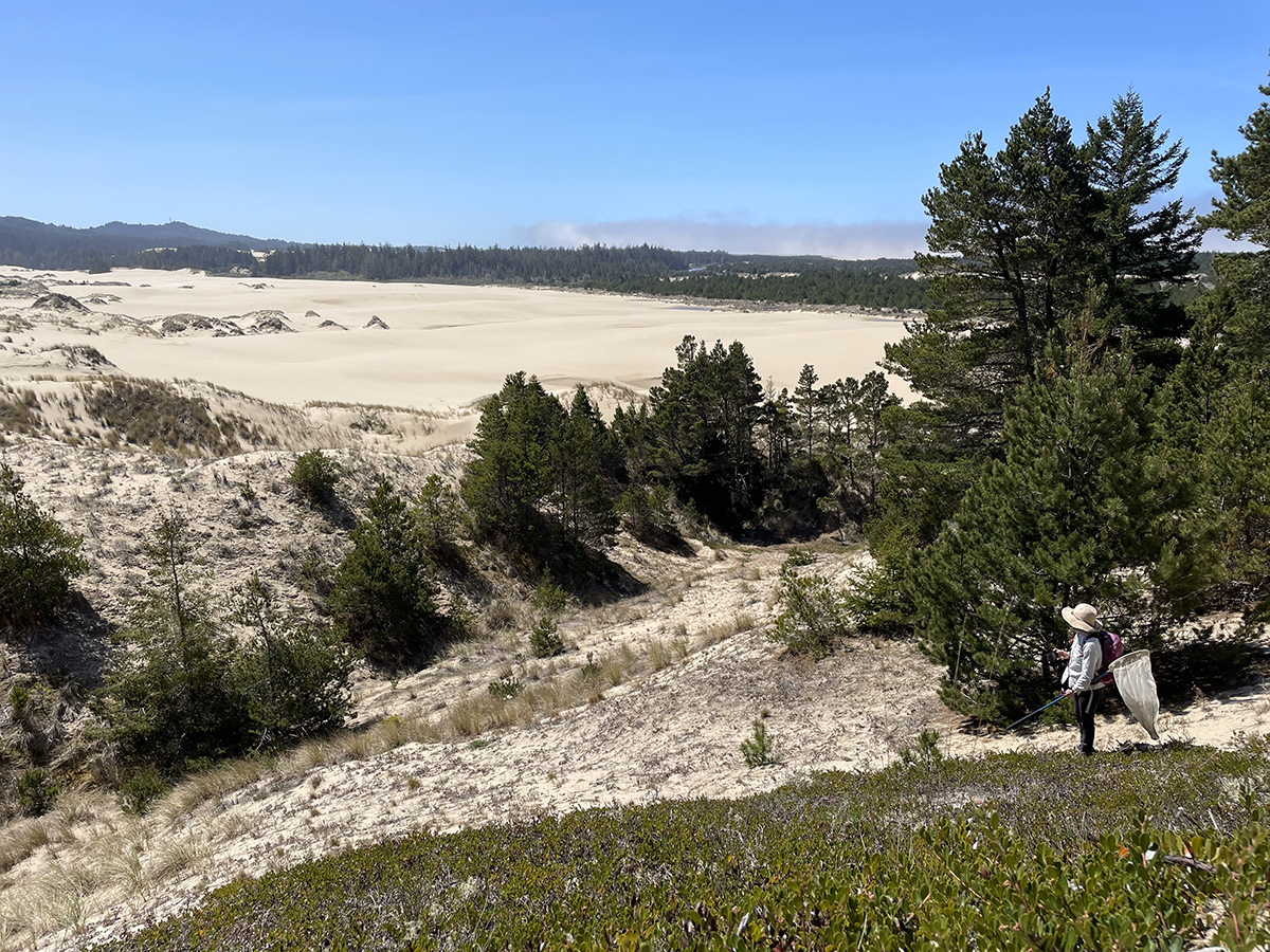 Xerces biologist searching a kinnikinnick patch with a butterfly net