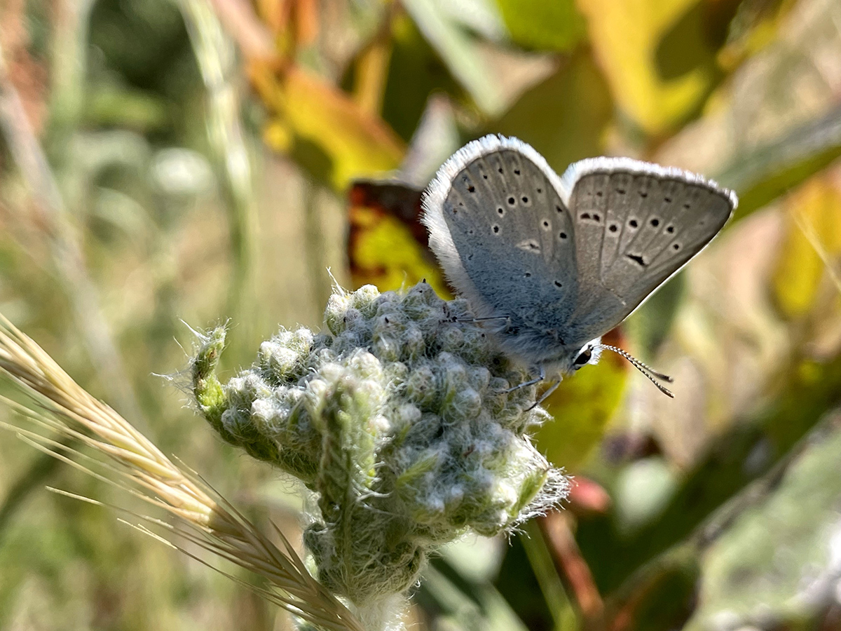 male coastal greenish blue butterfly
