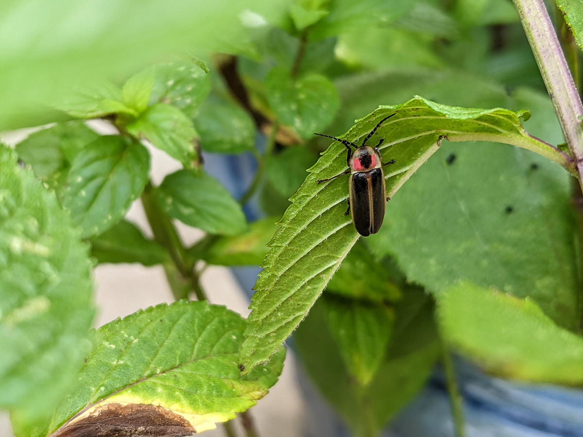 Firefly on leaf