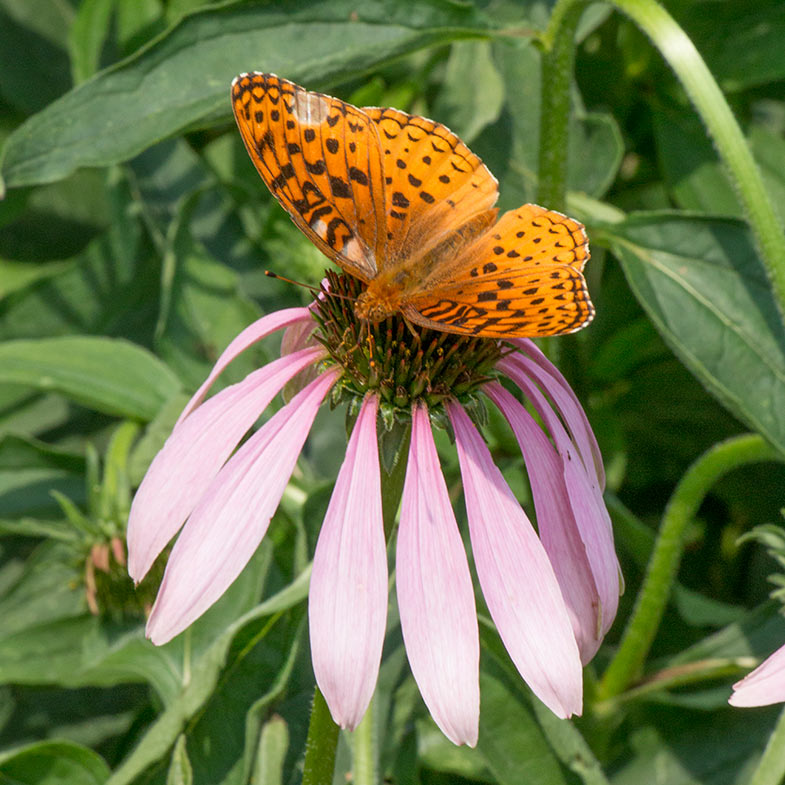 Great spangled fritillary butterfly on flower 
