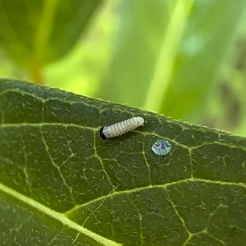 Monarch caterpillar right after hatching