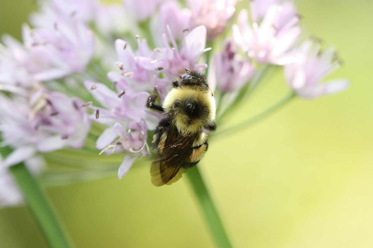 Rusty patched bumble bee on flower