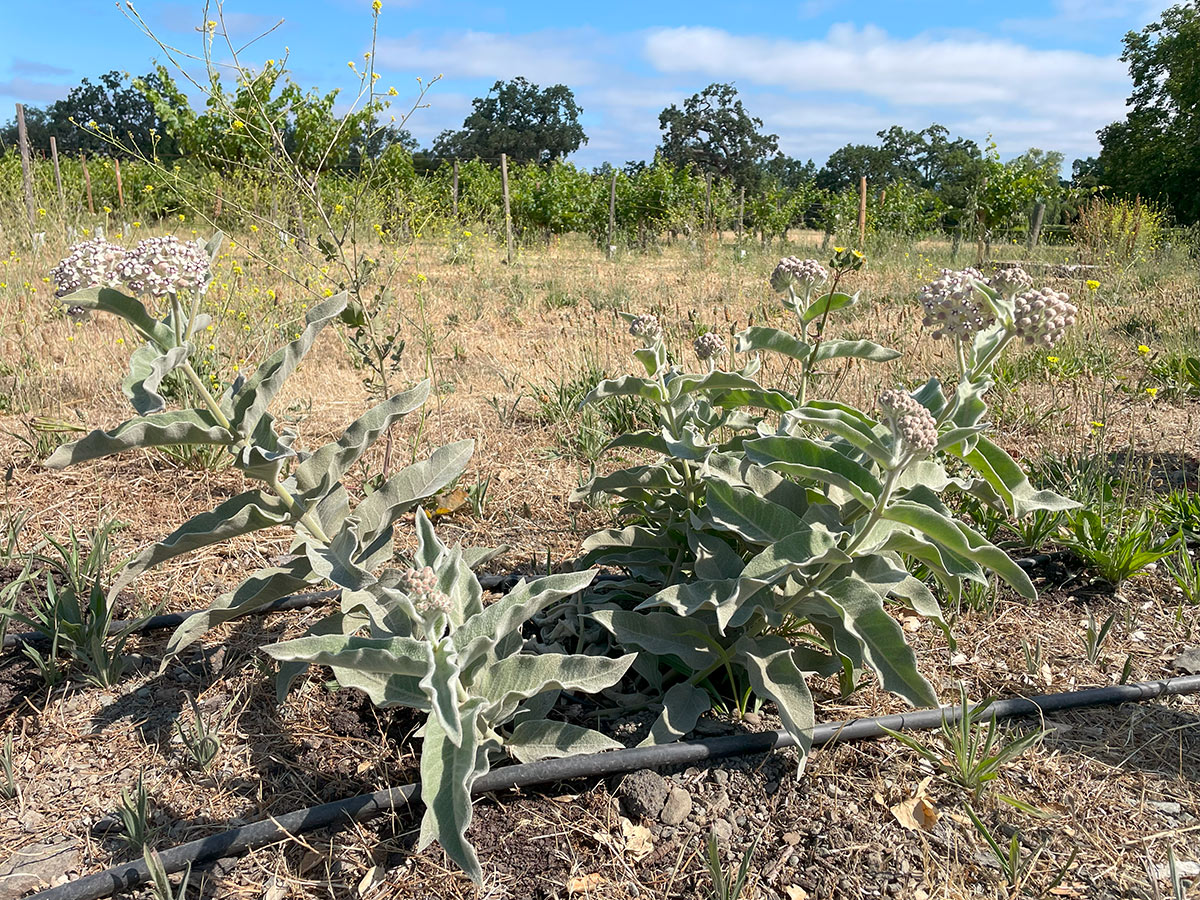 Milkweed plants in soil