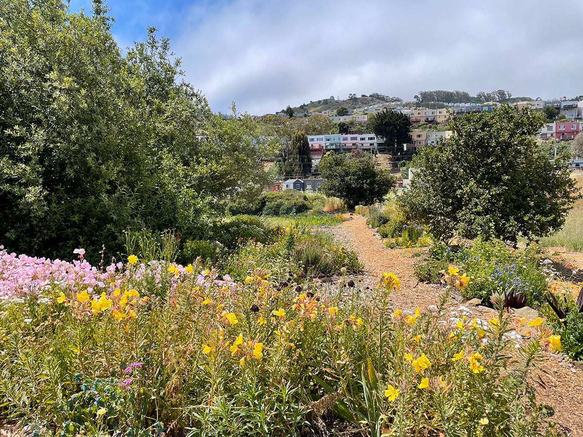 Native flowers in ground with San Francisco neighborhood in background
