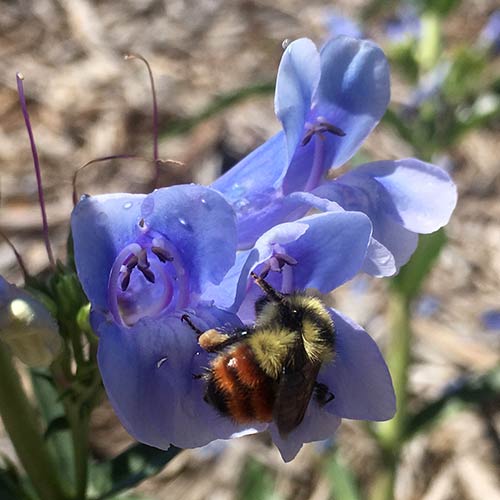 Bumble bee on flower