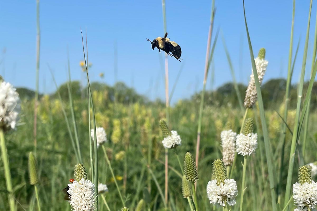Southern Plains bumble bee flying over a prairie, particularly some prairie clover flowers