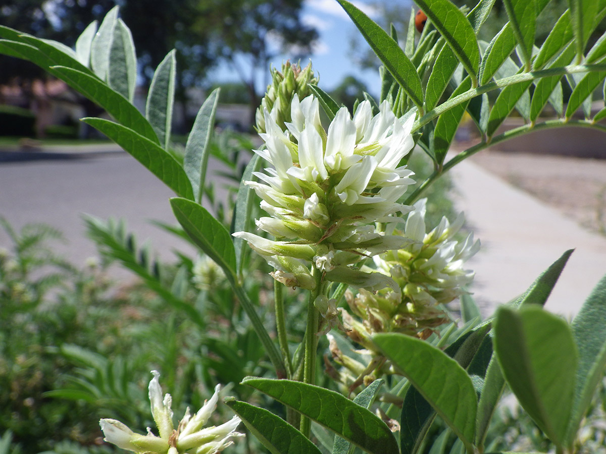 Flowering licorice plant