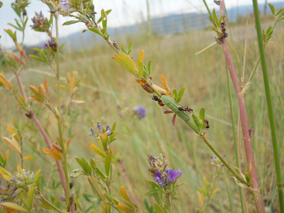 Melissa blue caterpillar on alfalfa plant with ants guarding it and drinking its honeydew