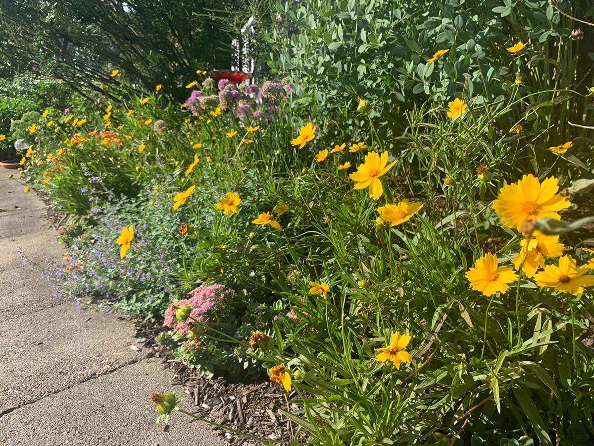 Several flowering perennial plants along the edge of a sidewalk. 