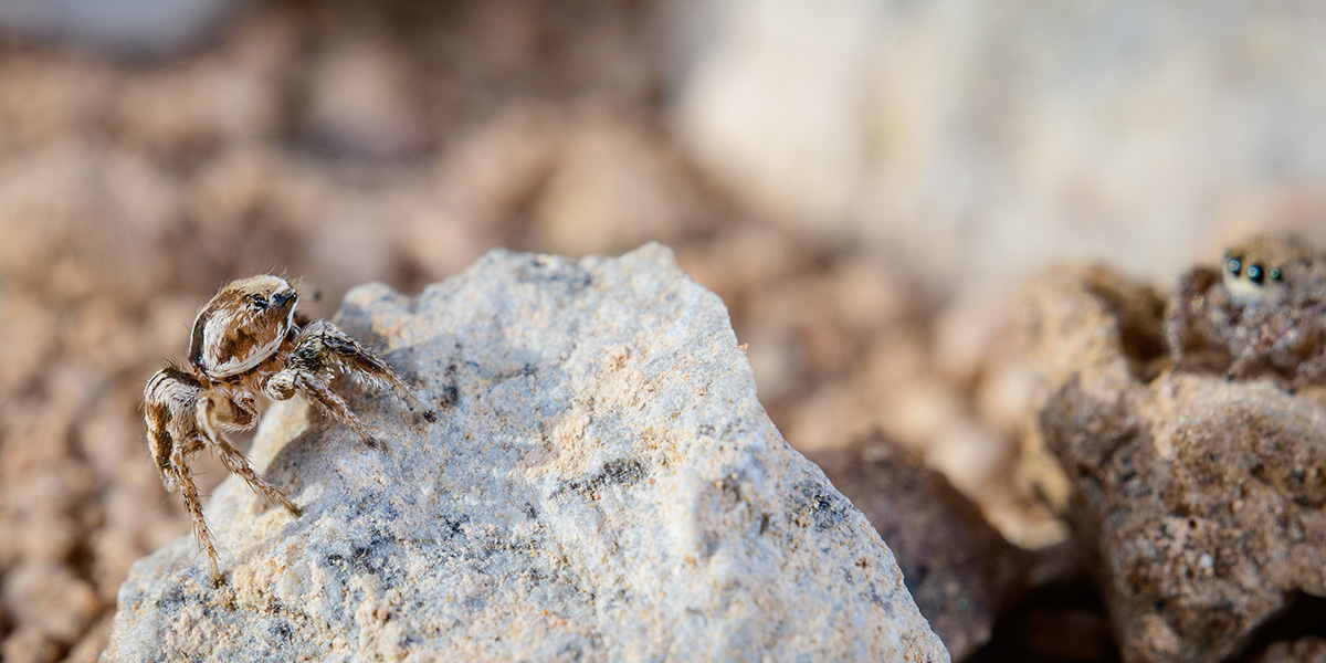 A male jumping spider about to begin courtship for a female, both standing on small, sunlit, rocks.