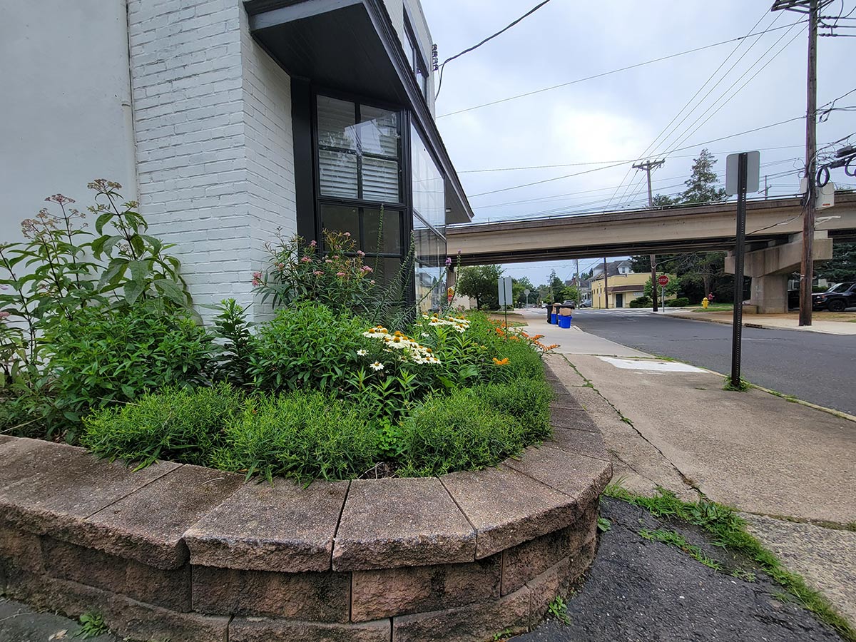 A raised plant bed, full with native plants, in front of a building in an urban area. The planter is bordered by an un-mortared stone wall, which itself provides a habitat for some bugs.