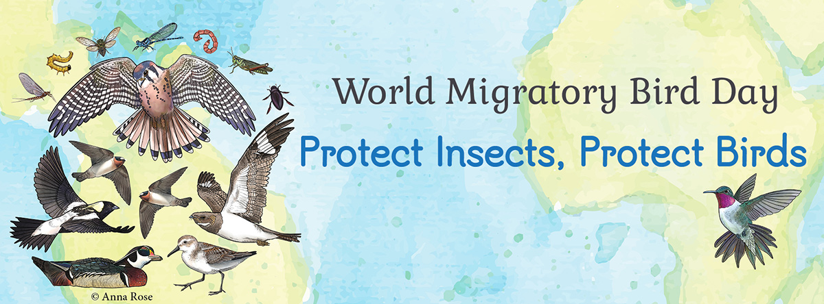 "World Migratory Bird Day. Protect Insects, Protect Birds" Illustrations of many different birds and insects