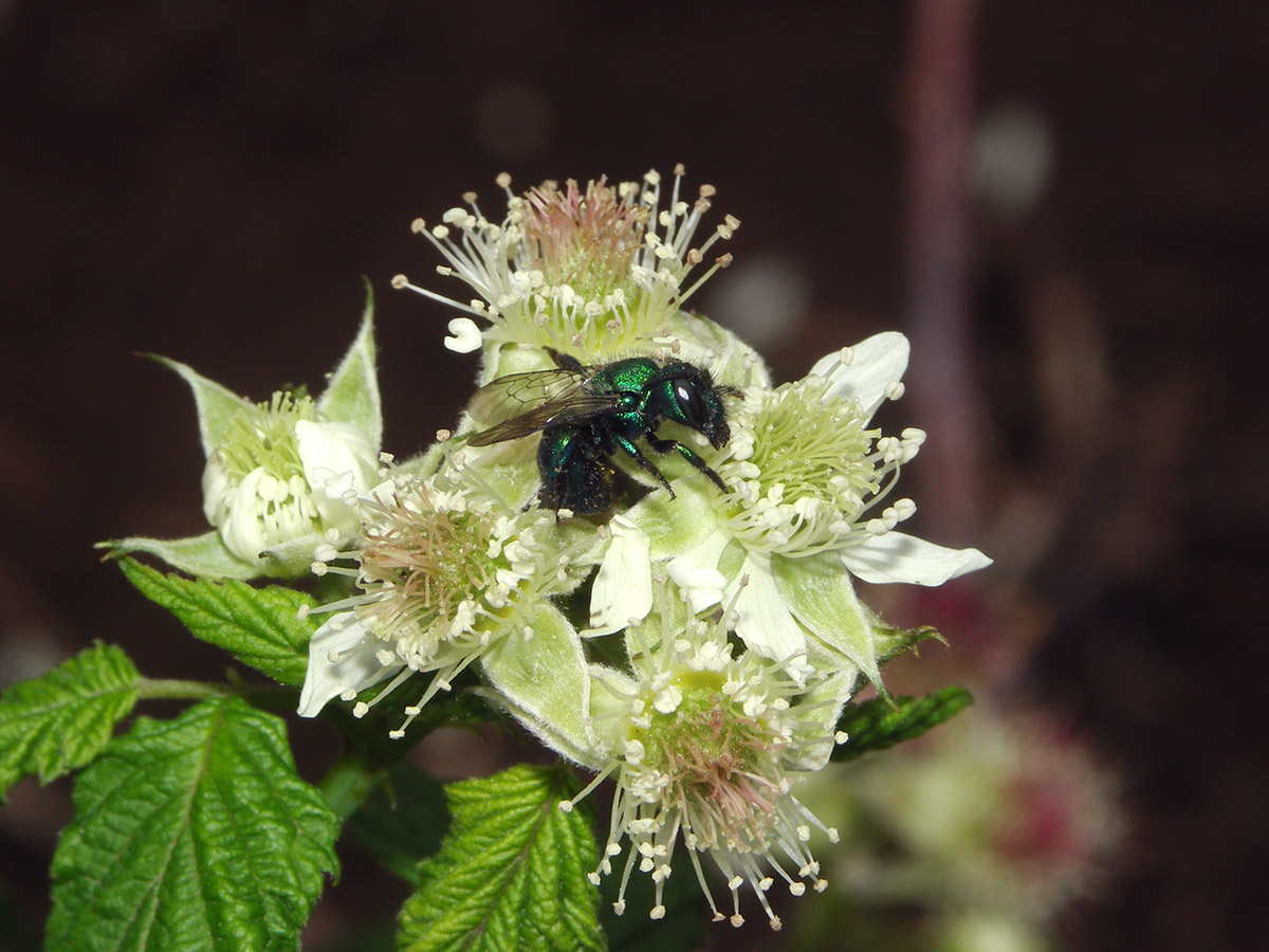 A large metallic green bee atop a cluster of white flowers
