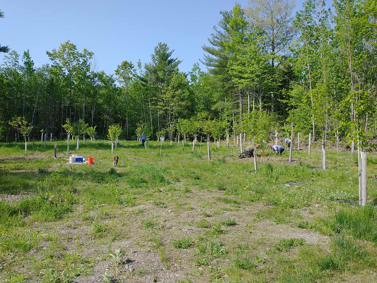 A grove of young chestnut trees, about 8ft tall, planted in neat rows within a large forest clearing. Two people are knelt by one tree, inspecting it. 