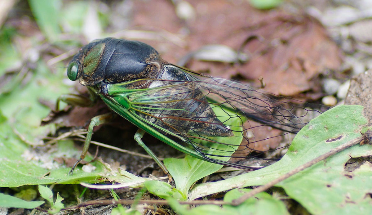 A common swamp cicada, sitting on the ground by some fallen leaves and barks. The cicada’s green, black, and brown coloration helps it blend in.