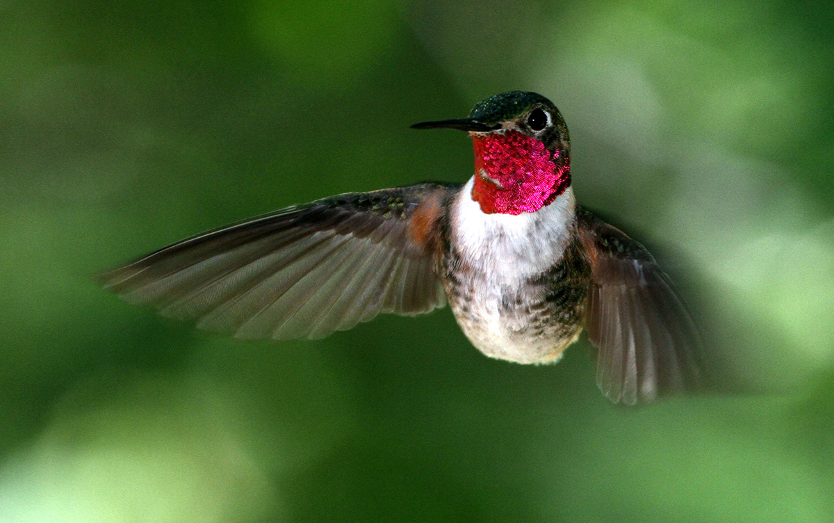 A male broad-tailed hummingbird hovering in midair, showing his iridescent purple throat feathers