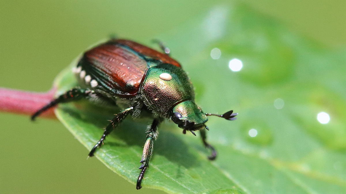 An iridescent beetle, with color shifting from bronze to green, with a small oval blob on its back, which is actually the egg of a parasitoid fly.