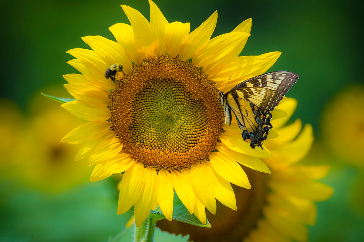 A sunflower being visited by both a butterfly and a bee