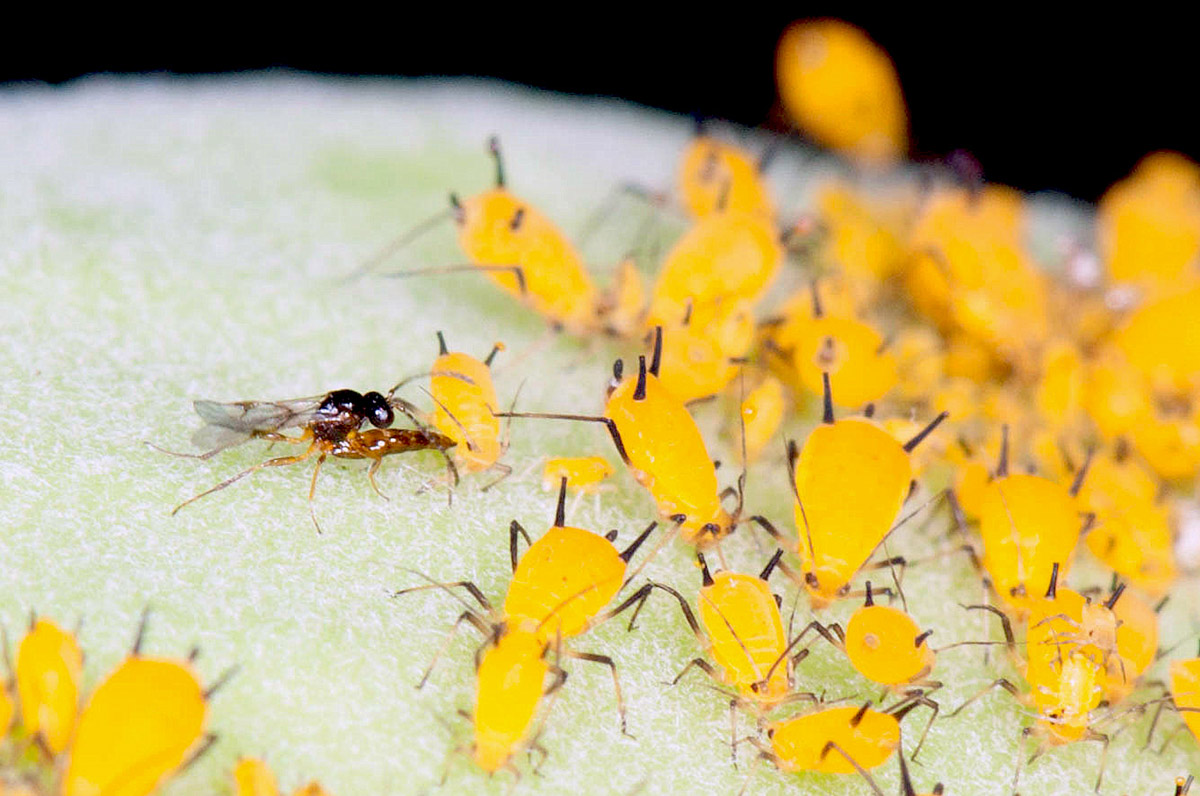 Several yellow aphids on a leaf. Amidst them is a small black wasp, currently using its ovipositor to lay an egg inside one of the aphids
