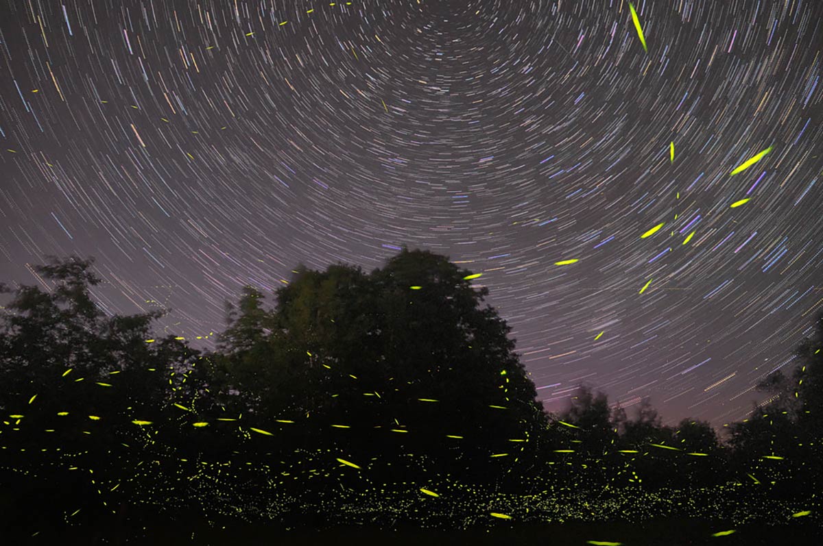 A time-lapse photo of a field and night sky. Dozens of trails of green flashes show fireflies moving around against the dark ground and trees, and the many swirls of lights in the sky show stars moving while the photo was taken.