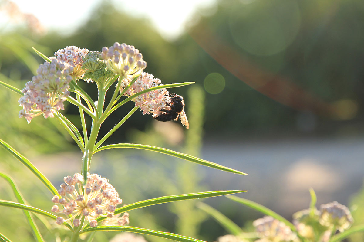 A large bee resting on a cluster of pink flowers.