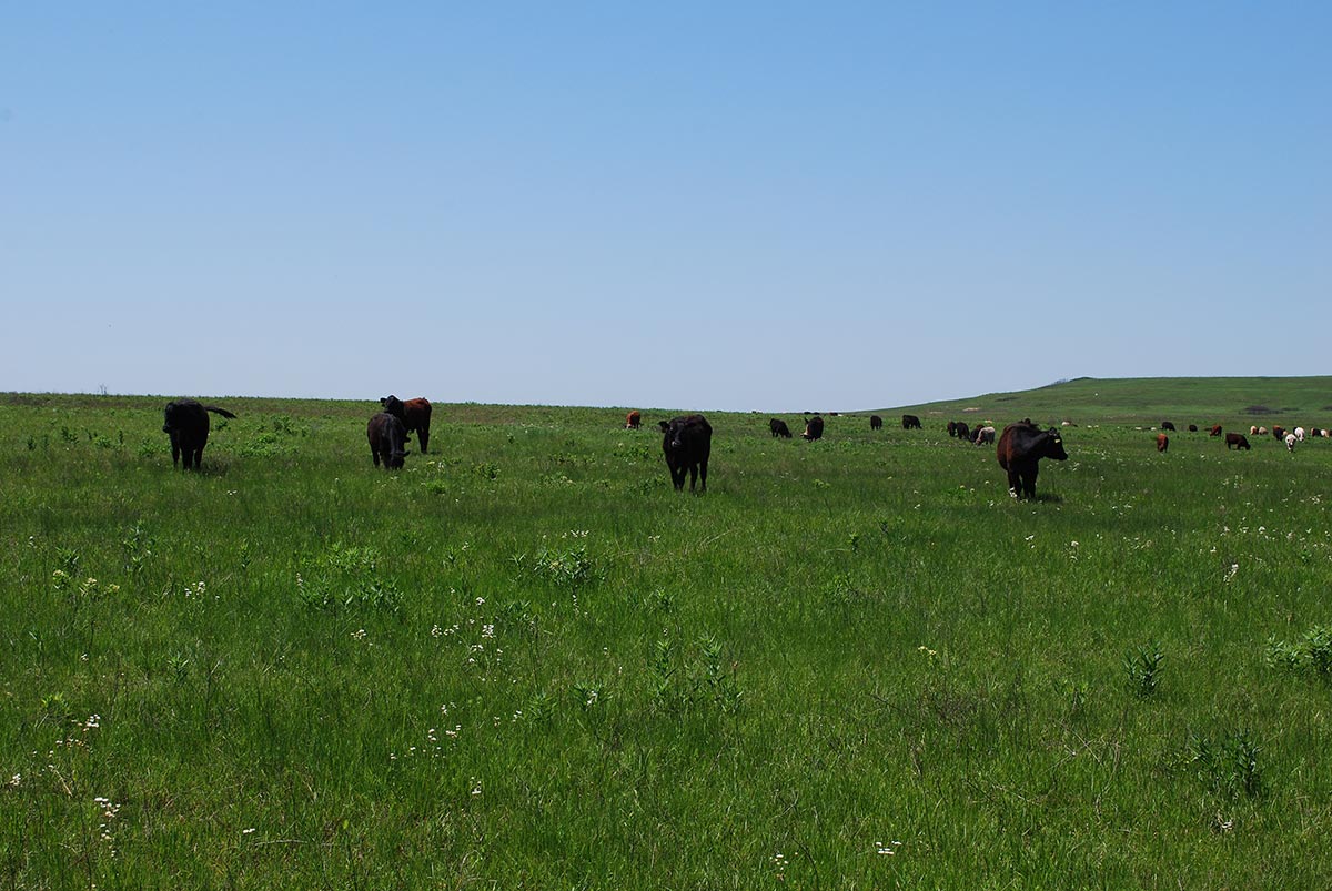 Several cattle grazing on a vast grassland. Dotted amidst them are wildflowers.