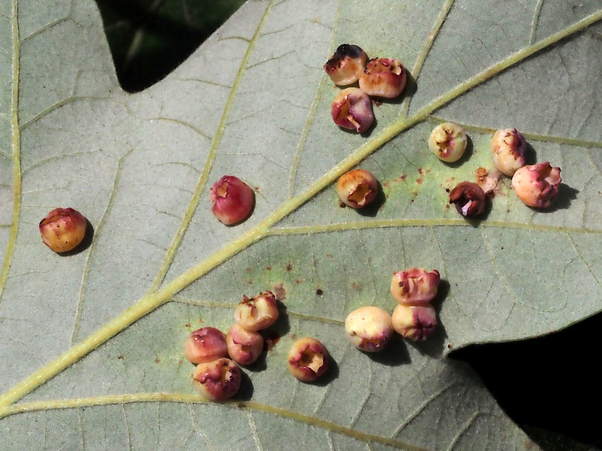 The underside of a leaf with several round growths that are a splotchy red in color.