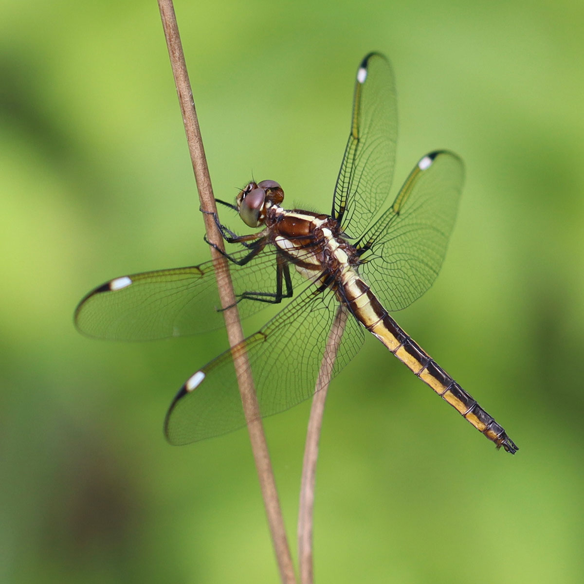 A dragonfly holding onto a plant stem. Its body is maroon, with a long yellow stripe down its back.