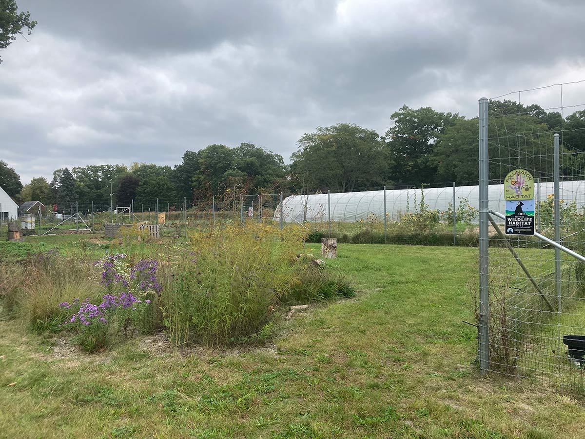 A pollinator habitat of wildflowers installed next to an urban farm. 