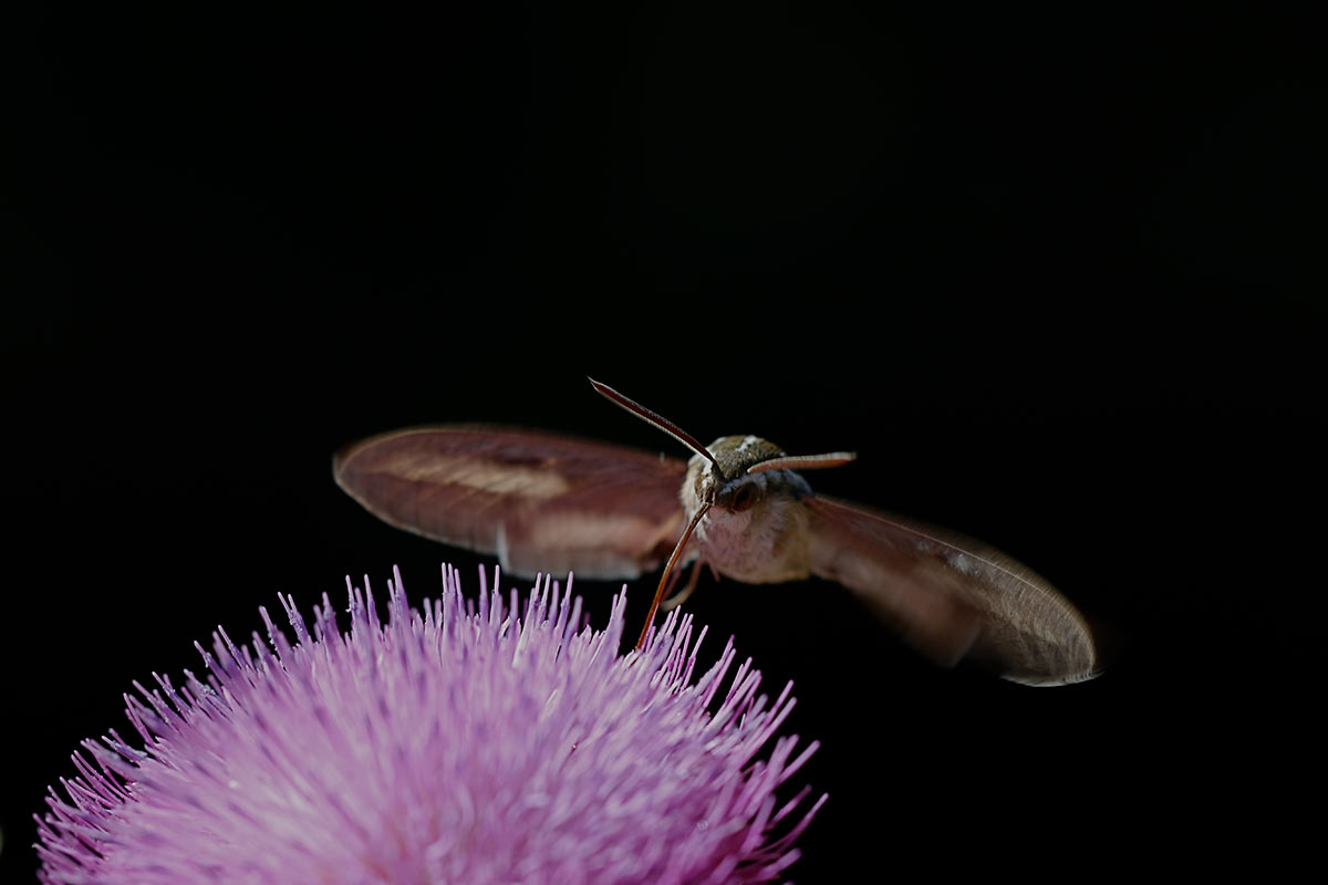 A hairy brown and white moth with prominent antennae, outstretched wings, and a long proboscis drinks nectar in flight from a pink thistle flower. The background is completely black, appearing to be at night. 