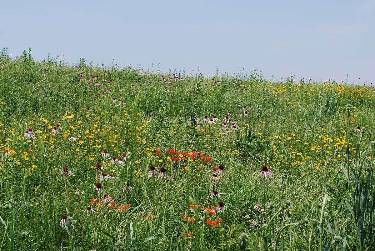 A hillside covered in many colorful wildflowers amidst tall grasses.