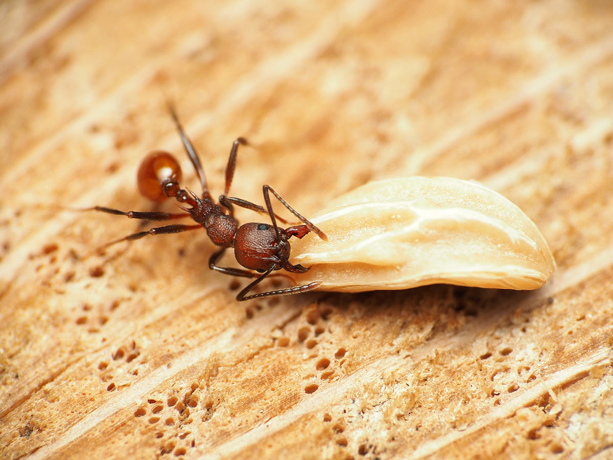 An Aphaenogaster ant grabbing a large seed. They are a reddish-copper color, with a narrow constriction between their thorax and abdomen, and two spines on the back of the thorax.