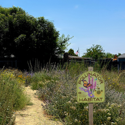 Monarchs flying over native residential habitat marked by a Xerces Society pollinator habitat sign, with home in background