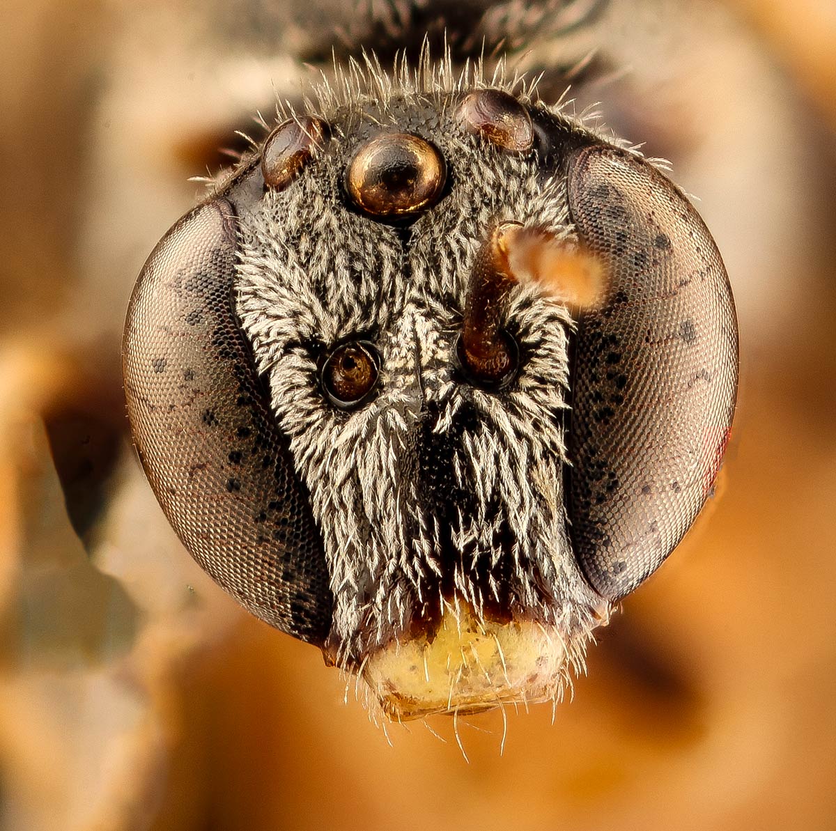 A close up photo of the head of a Texas nocturnal sweat bee (Lasioglossum texanum). Like other bees, it has three ocelli (or simple eyes) between the two compound eyes, but the ocelli are much larger in this species than other bees.