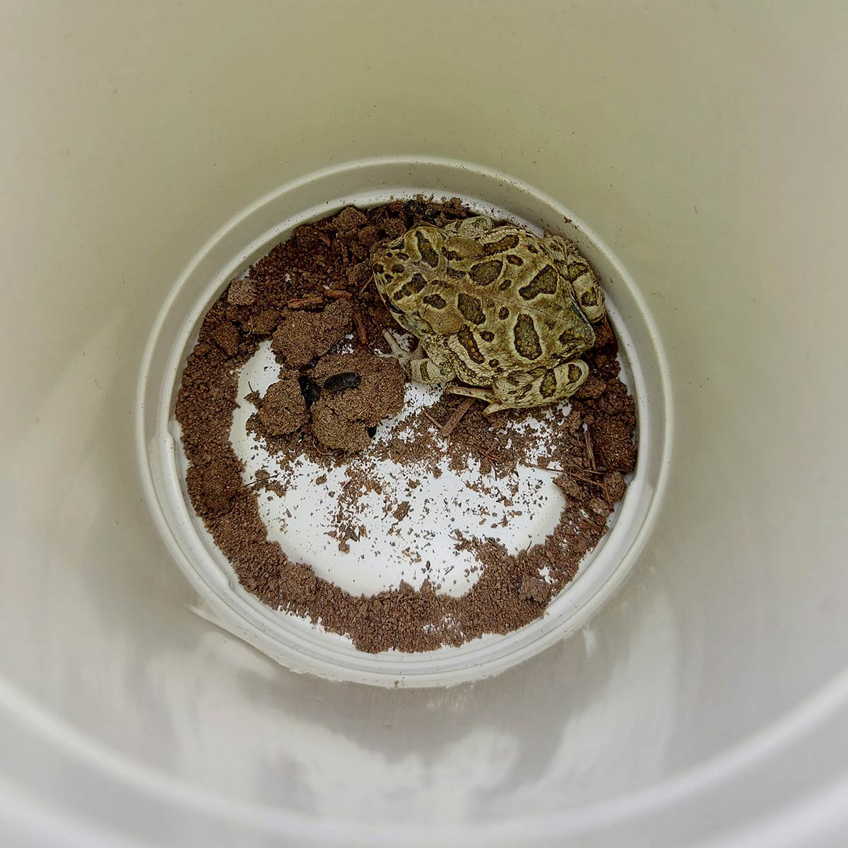 A view into a bucket buried into the ground, showing a few beetles, and a quite large toad.