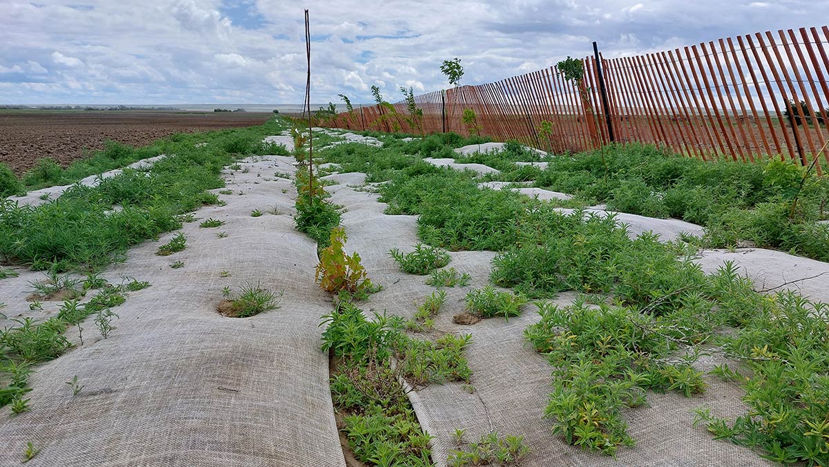 A view of the 2 hedgerows in springtime. The native plant line short on the left is hugged by burlap strips and the taller Siberian pea-shrub is tall against the red wooden fence on the right.