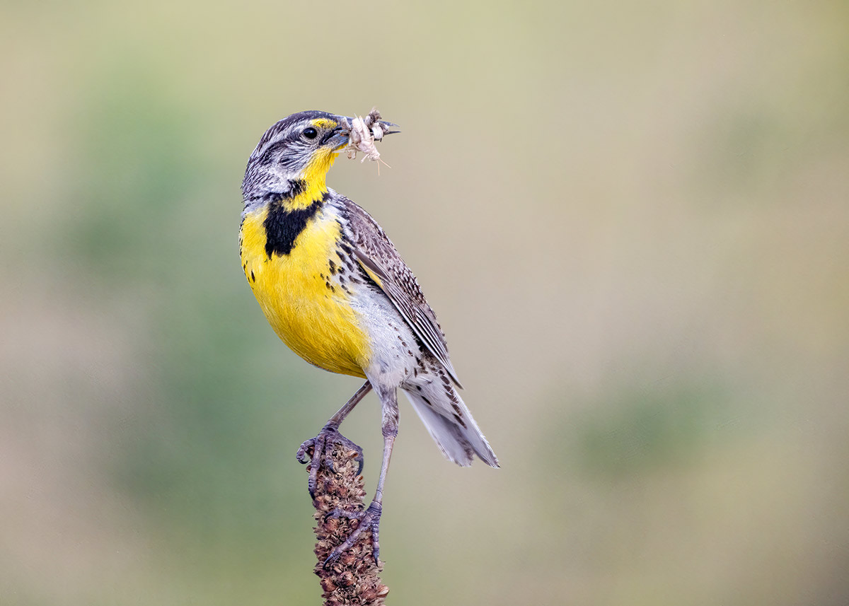 A western meadowlark, a small bird with a bright yellow chest and belly and a black mark on its chin, perches on a wooden pole, holding a grasshopper in its beak.