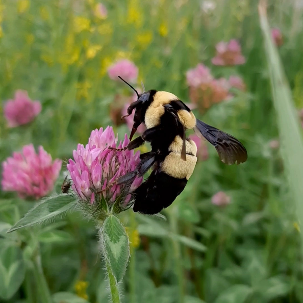 A southern plains bumble bee queen perches on a pink flower, feeding on its nectar.