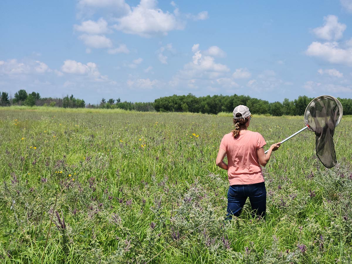 A person holding a bug-catching net stands amidst waist-high prairie plants, looking away in search of insects.