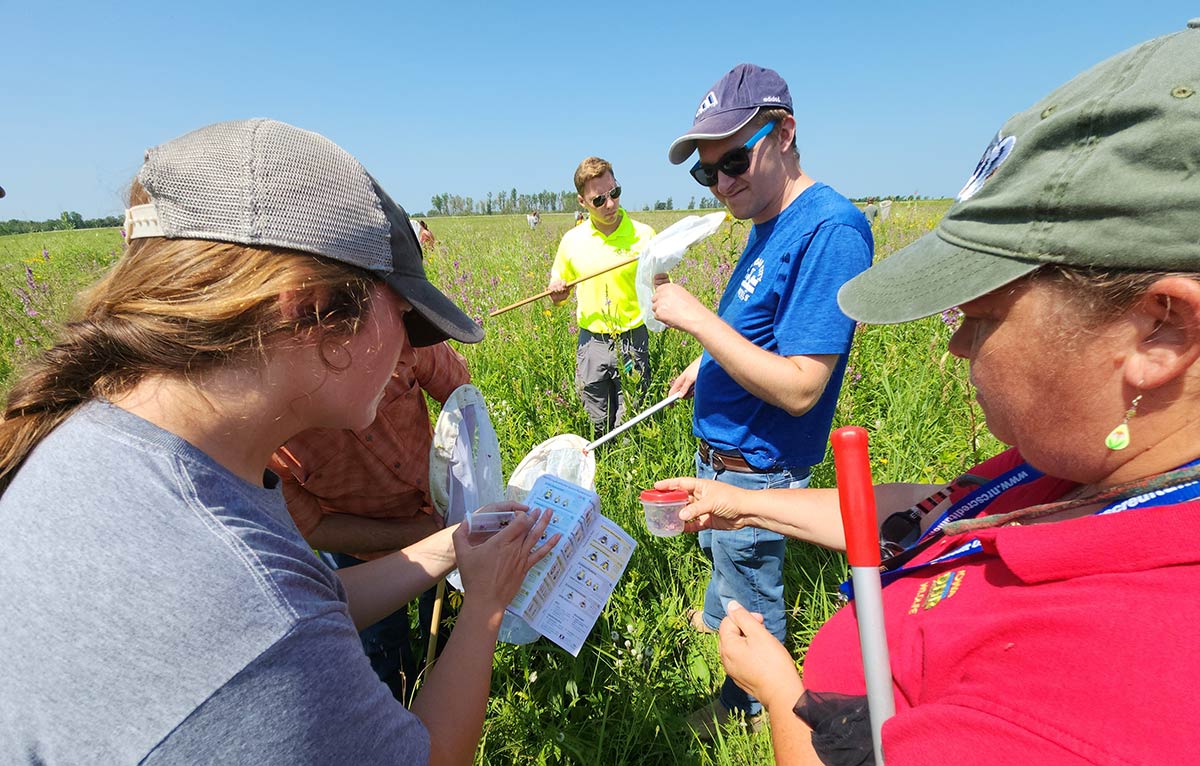 Several people, both women and men, each carrying butterfly nets, gather together to look excitedly at a bee identification guide. Two are holding bees in plastic containers, comparing them to the guide.