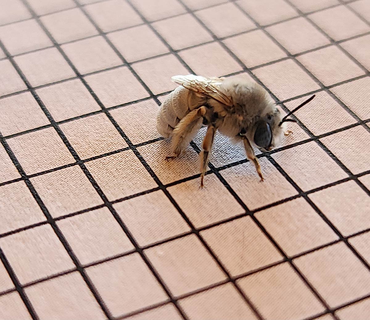 A bee covered in fluffy white fur standing on top of a piece of paper with a square grid pattern.