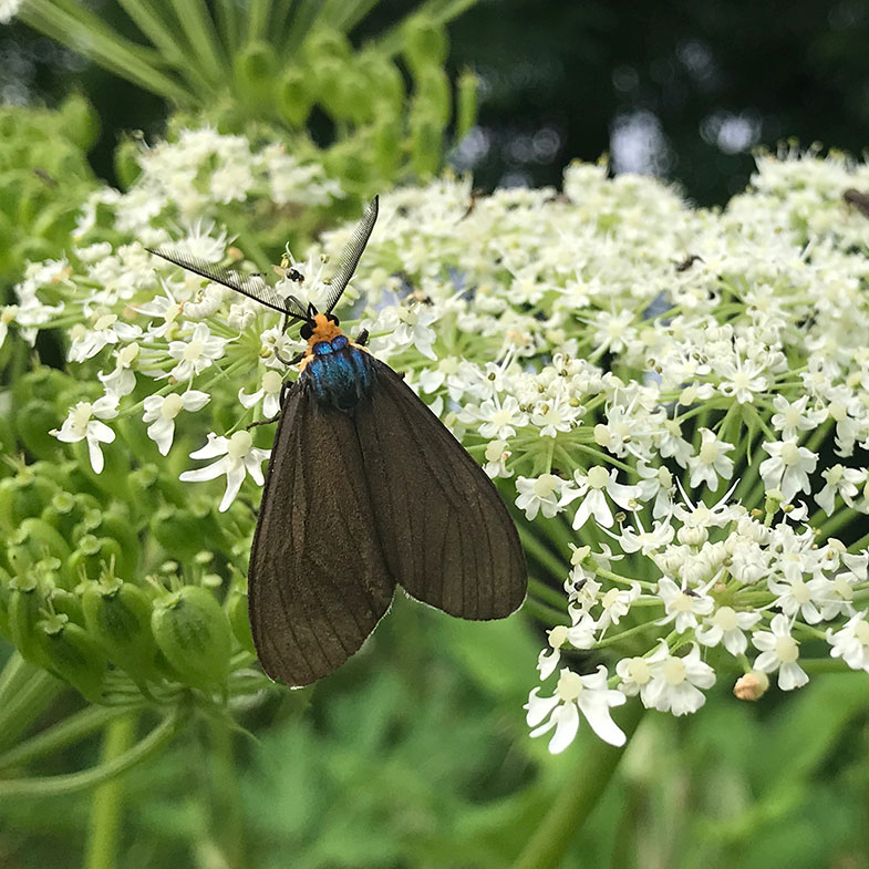 Virginia ctenucha moth foraging from flowers