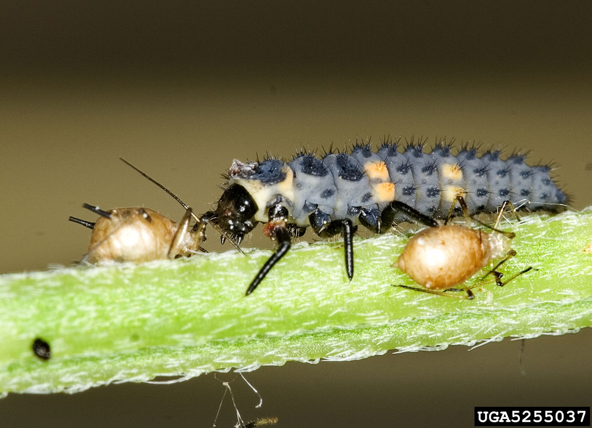 A photo of a lady beetle larvae eating an aphid on a plant stem.
